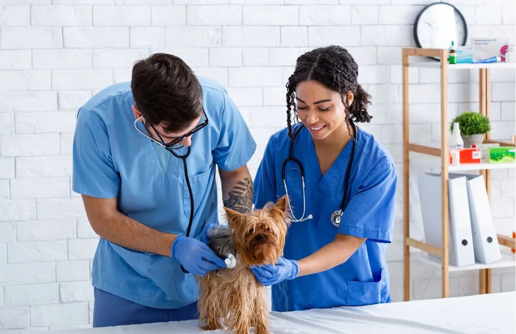 Curso de Ayudante Técnico Veterinario en Granada